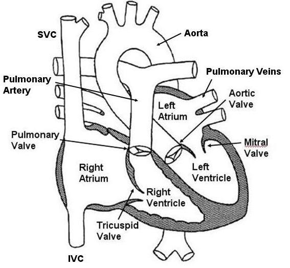 Normal Heart Anatomy