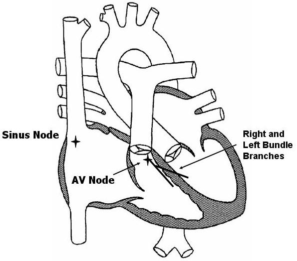 Normal Electrical Conduction